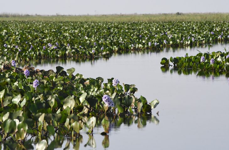 Paisagem do Pantanal sul-mato-grossense