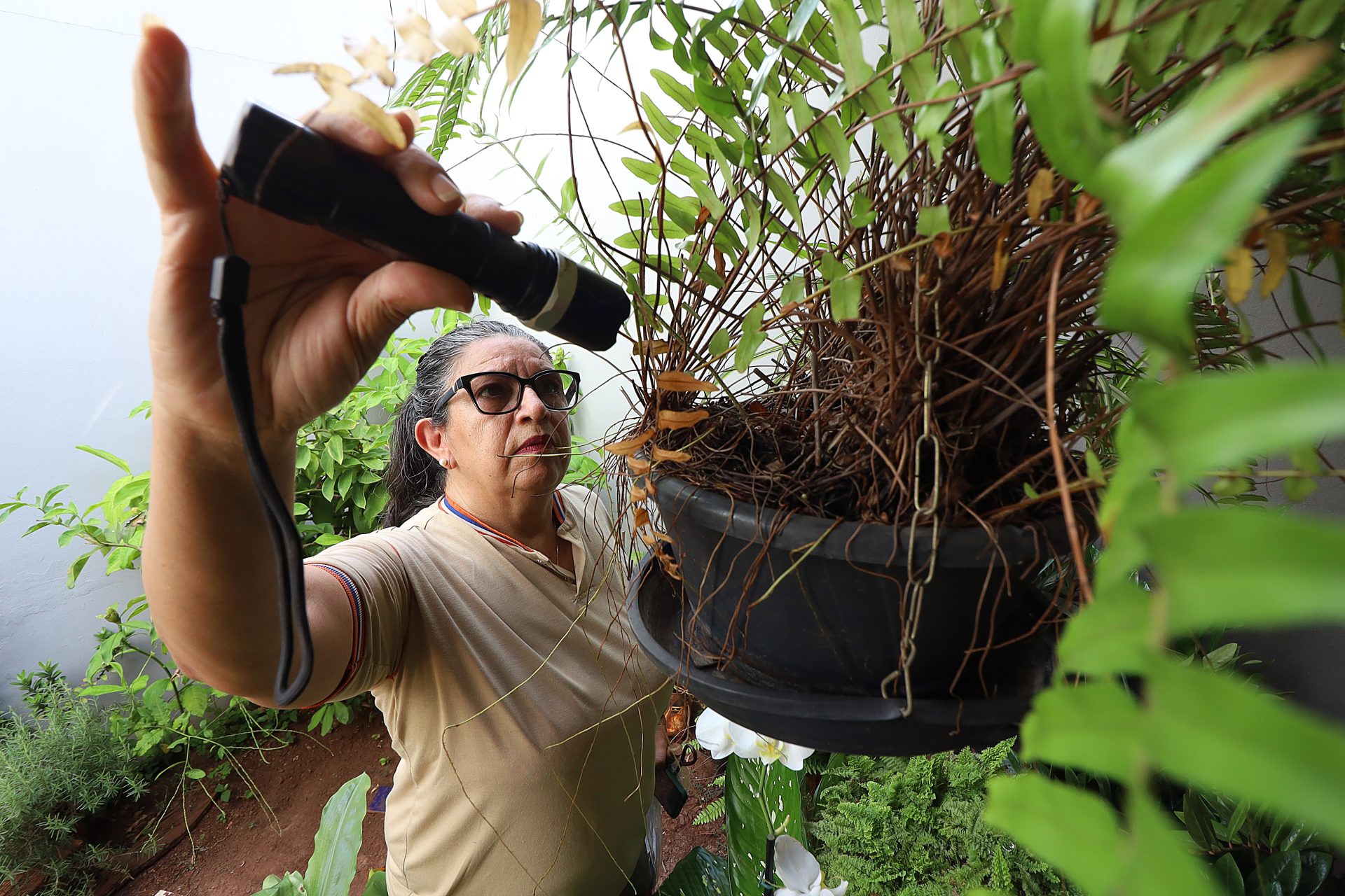 Agente de saúde com lanterna inspeciona vaso de planta suspenso em busca de focos do mosquito