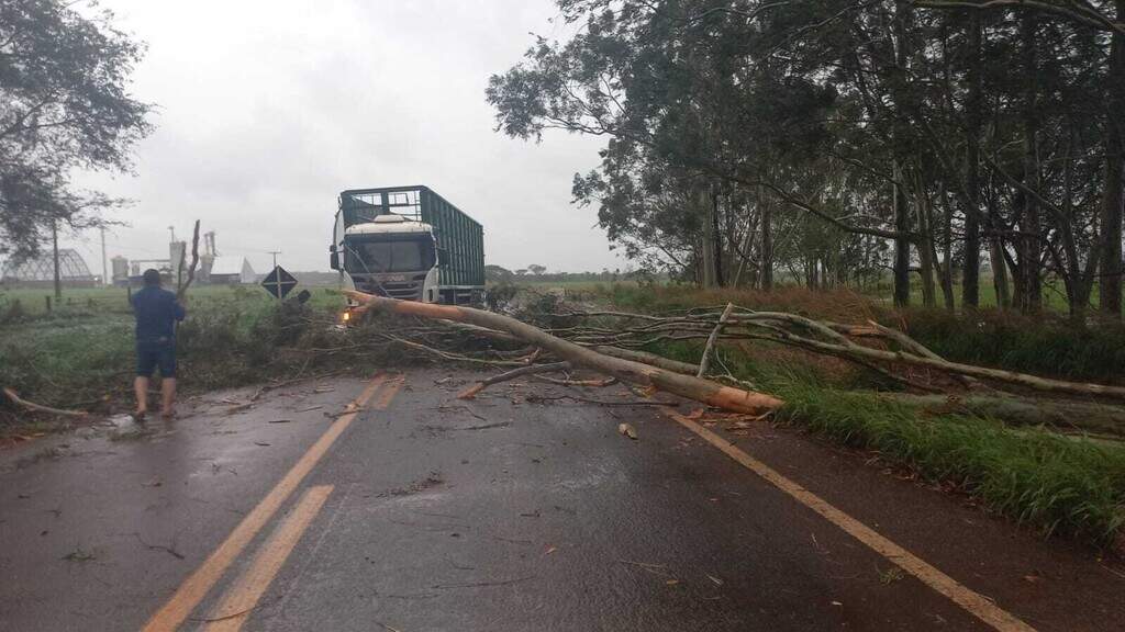Eucalipto caído atravessado na pista molhada de uma rodovia, com caminhão parado ao fundo