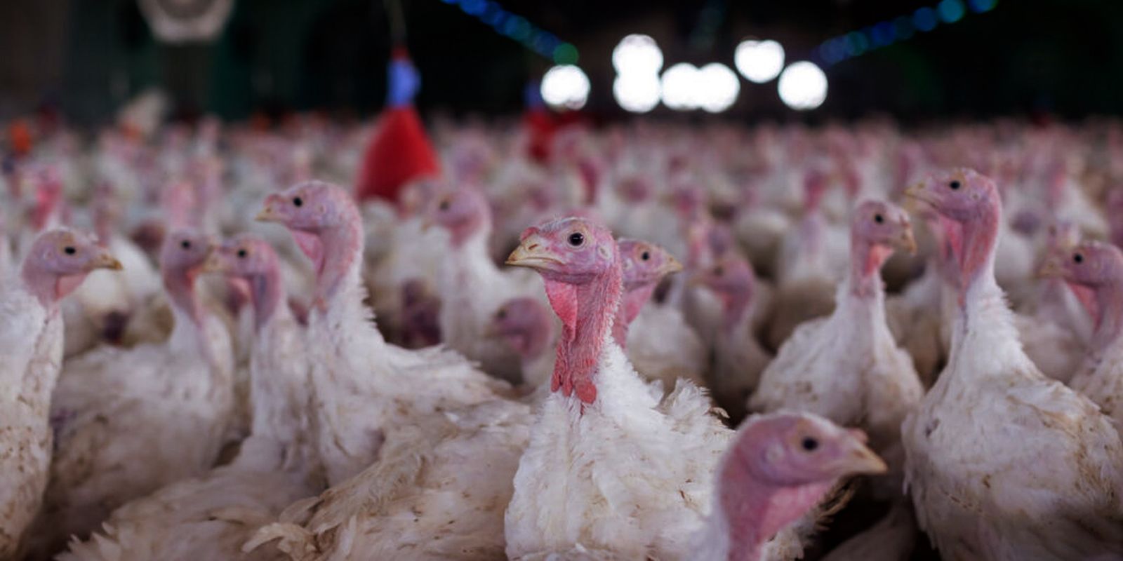 Perus em galpão de granja comercial