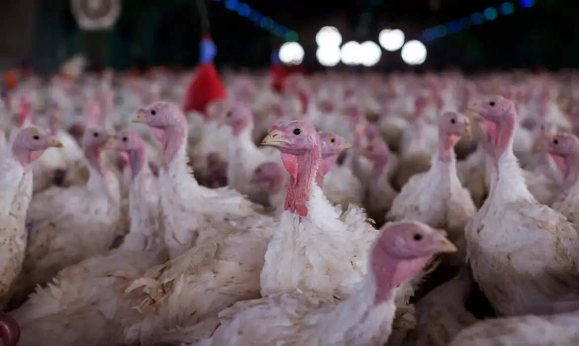 Perus em galpão de granja comercial