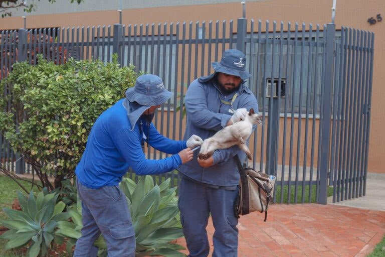 Dois agentes do Centro de Controle de Zoonoses de chapéu aplicam vacina em um gato em frente a um portão